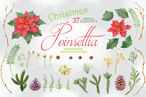 Poinsettia - Christmas Star