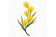 Australian Wildflower- Golden Wattle, a Decorative Illustration by Bloom Craft Creations (Thumbnail 4 of 10)