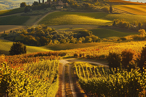 Sunset road among vineyard and hills, a Nature Photo by MistyDay