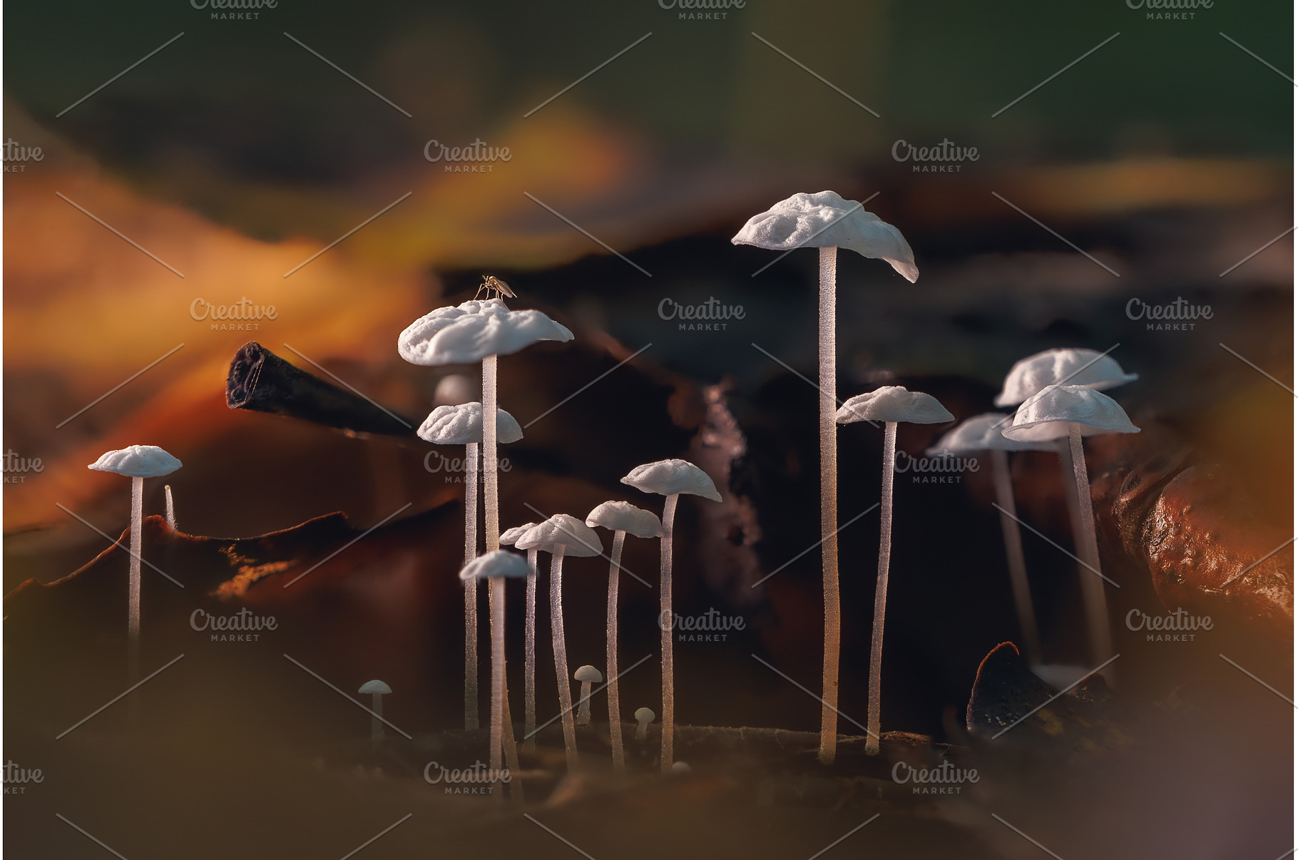 A tiny mushrooms with delicate caps, a Nature Photo by Lukas Jonaitis SHOP