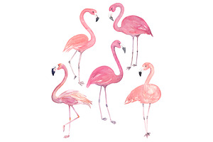 Watercolor Flamingo Set