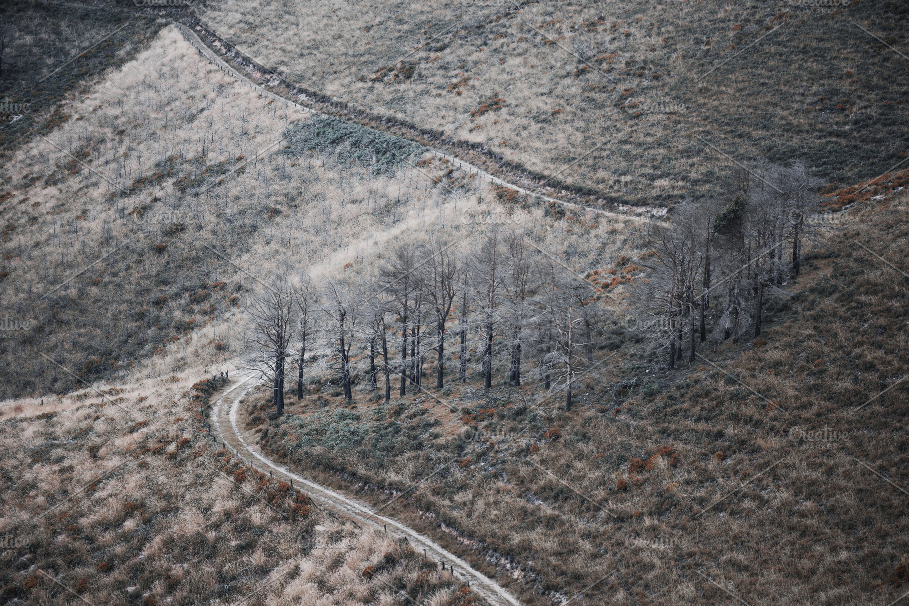 Burnt trees on hillside path, a Wallpaper Photo by SkyNext
