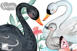 Watercolor Swans