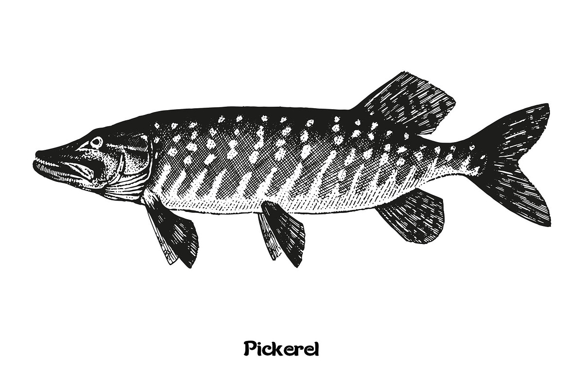 Fish collection, part 3, a Food Illustration by ZotovShop (Photo 6 of 11)