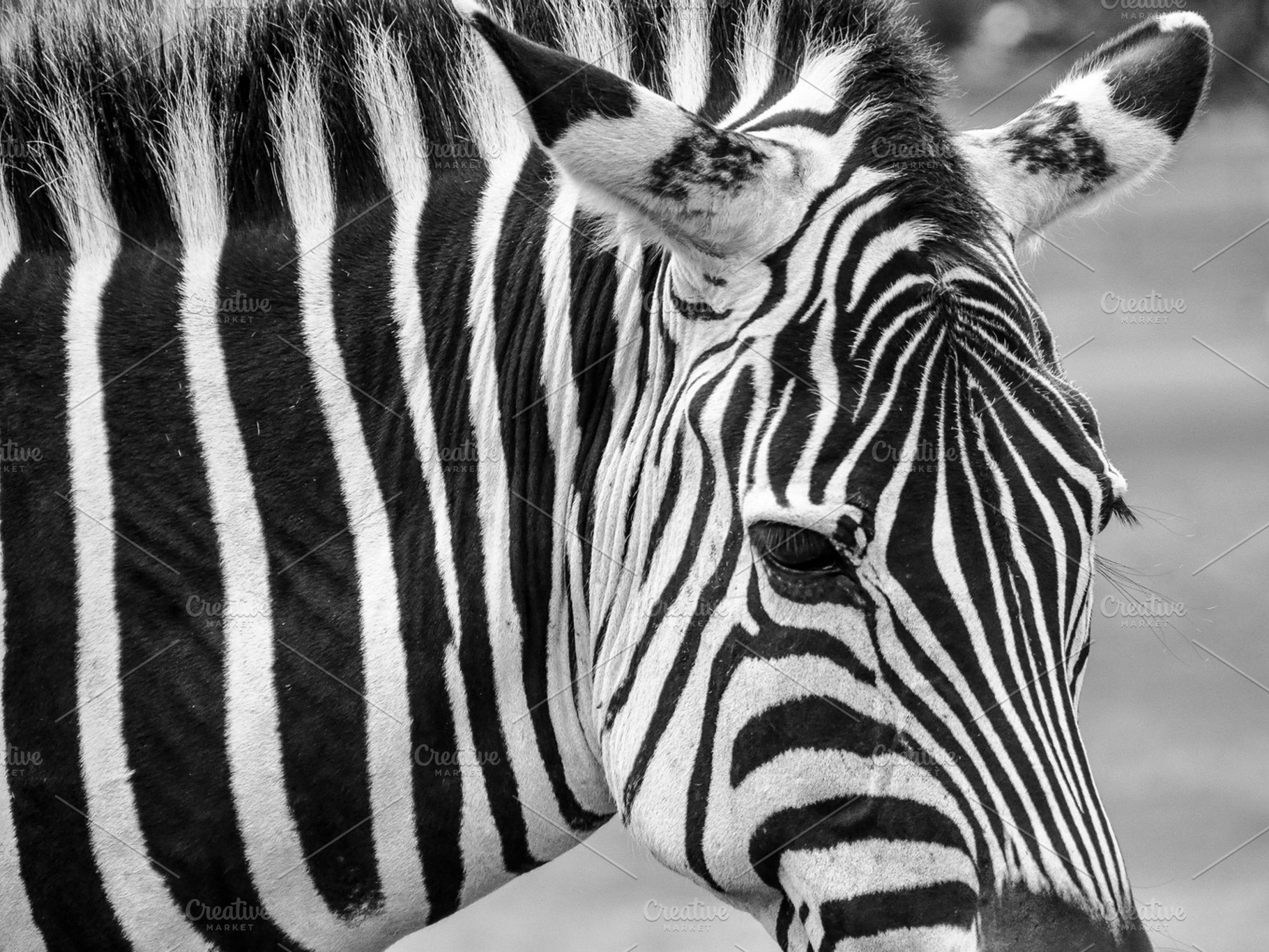 Zebra Close Up In Black White