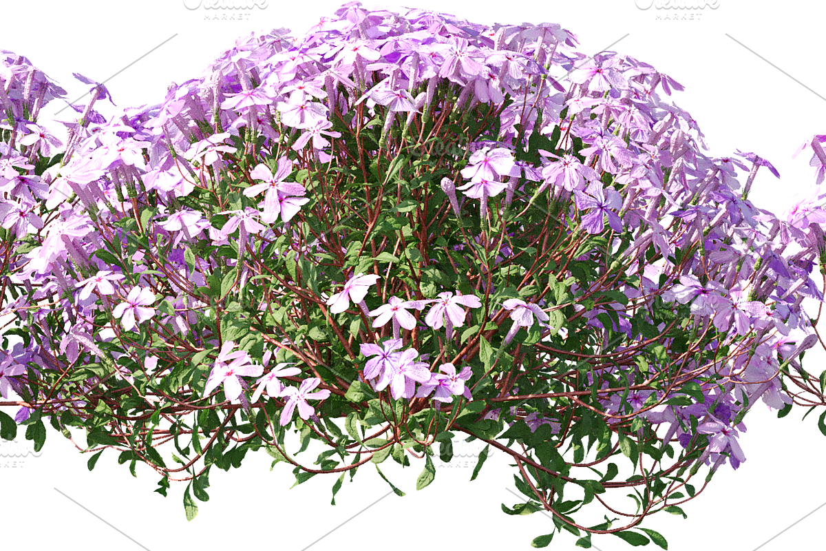70 Assorted Plants Photo Overlays, a Nature Photo by KenScape (Photo 4 of 4)
