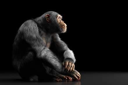 Chimpanzee monkey sitting portrait.