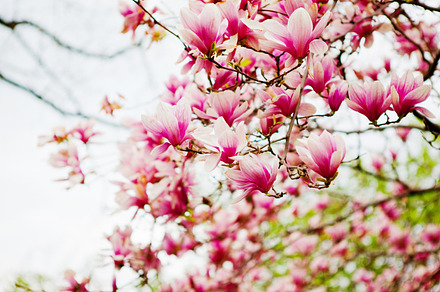 Magnolia featuring magnolia, blossom, and flowers