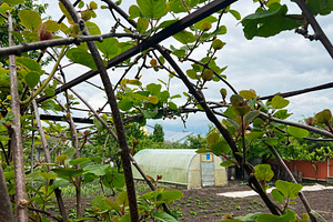Backyard garden with kiwi plants, trellis, and a greenhouse on a cloudy day, a Photo by AS photostudio