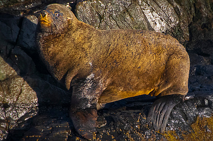 Sea lion resting at rocky island, ushuaia, an Animal Photo by DanFLCreativo