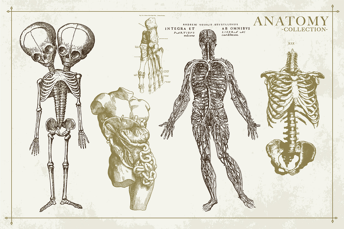 100+ Vintage Anatomy Vectors, a Healthcare Illustration by Shizzle Stock (Photo 10 of 20)
