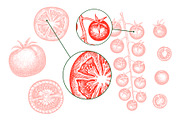 Tomato Farm Vector Collection, a Food Illustration by Lubov Illustrations Shop (Thumbnail 7 of 13)