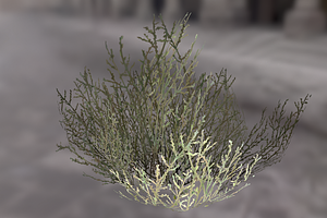 Bush_1