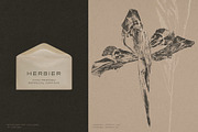 Hand-Pressed Botanical Imprints, an Object Graphic by alonahaidash (Thumbnail 4 of 13)