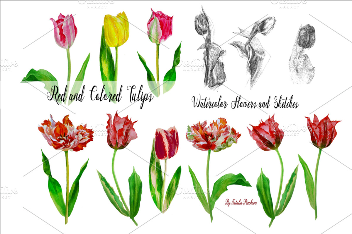 Red Tulips. Watercolor Clip Art, a Decorative Illustration by Nataliapiache (Photo 2 of 5)