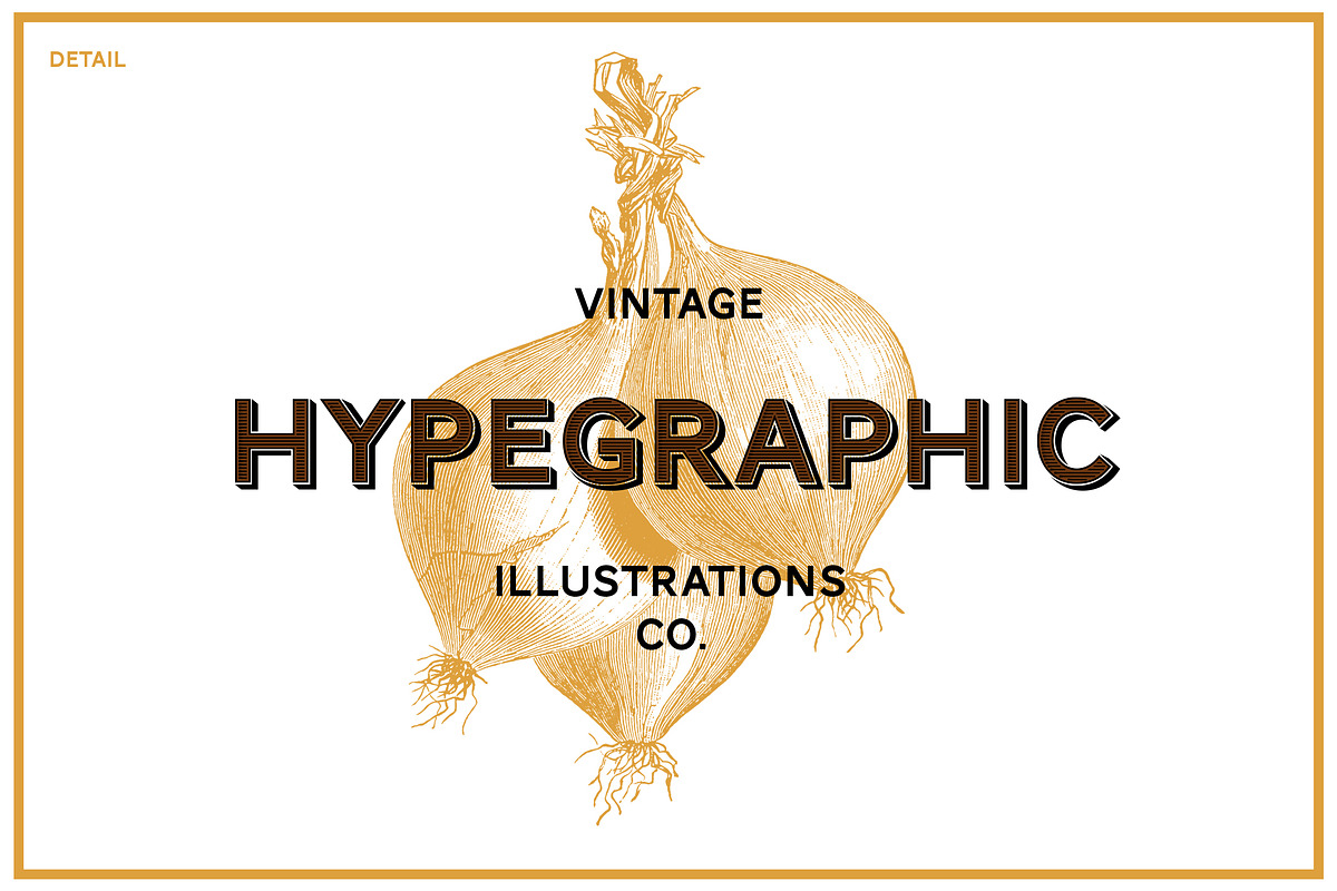 Vegetables Vintage Illustrations, an Illustration by hypegraphic (Photo 4 of 4)