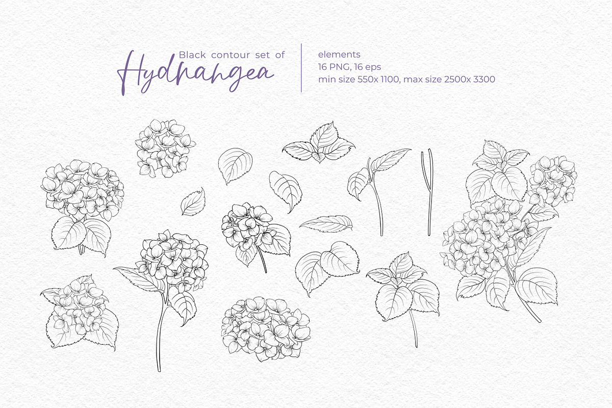 Black contour of hydrangea., a Decorative Illustration by Kotkoa (Photo 3 of 8)