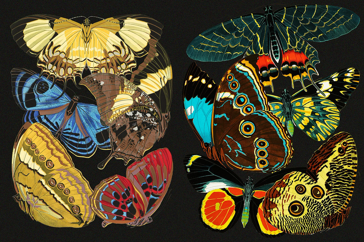 E.A. Séguy HQ Clipart Bundle, an Animal Illustration by Digital Museum (Photo 9 of 10)