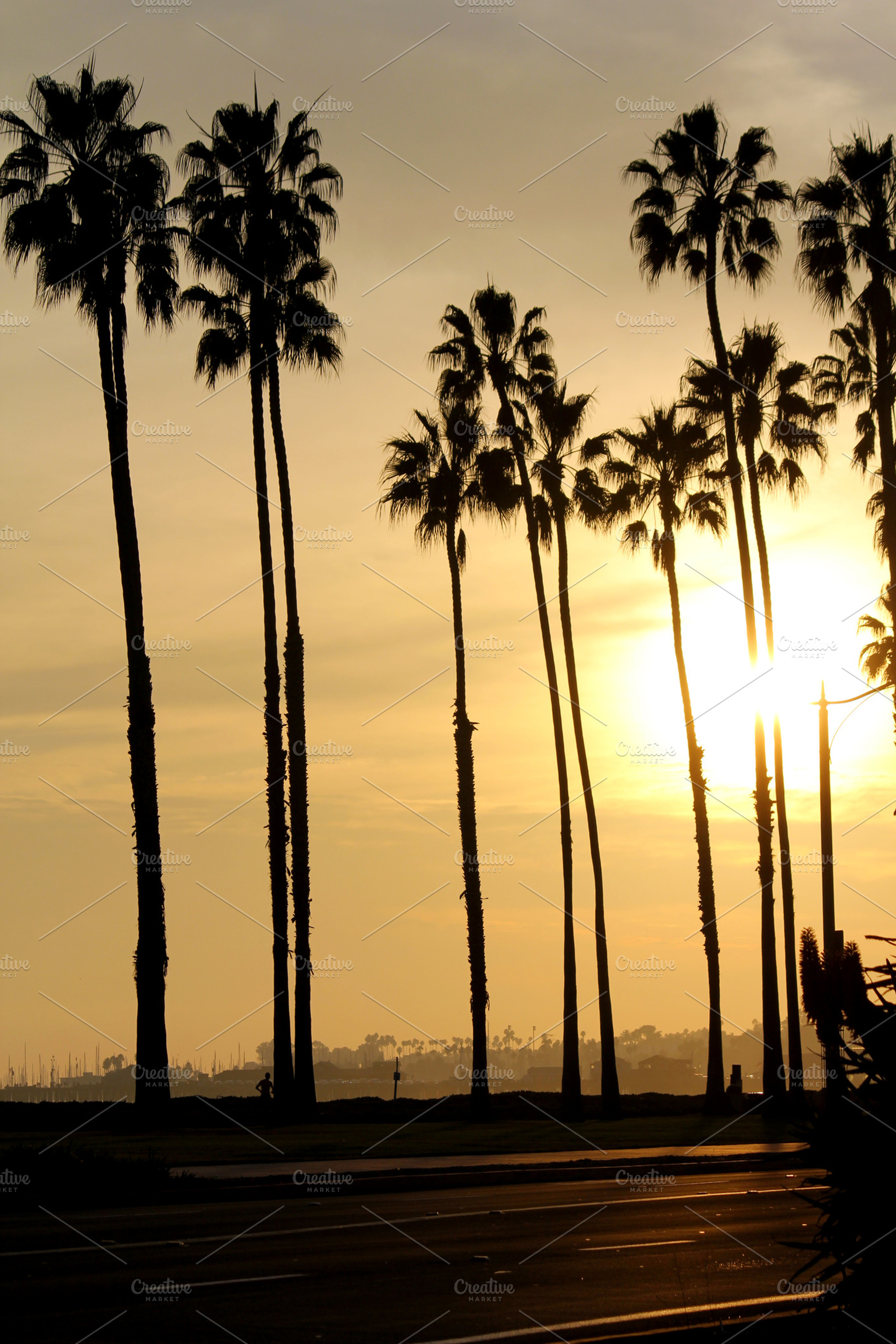 California Palms