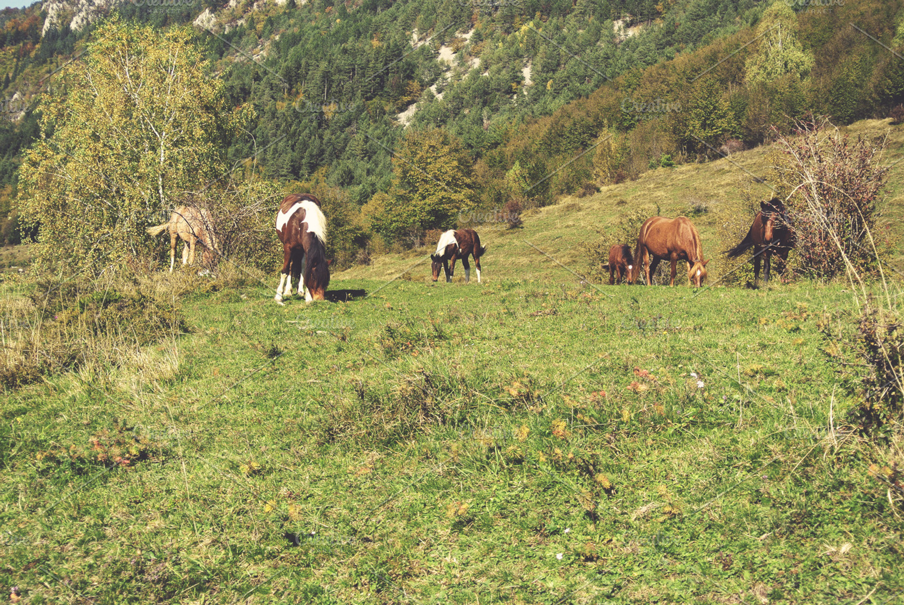 Horses on the meadow grass featuring horse, horse photograph, and horse