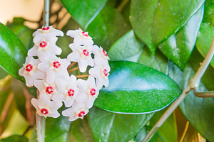 White flowers on green house plant, a Nature Photo by Vapi
