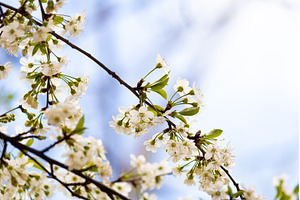 Blooming White Cherry Tree Branches
