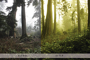 Forest Tone Lightroom Presets, an Action Add-On by N A N D U Z D E S I G N (Thumbnail 3 of 10)