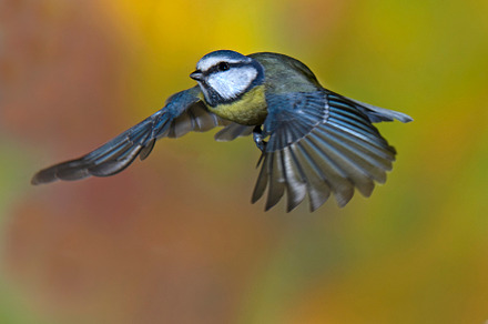 Blue tit, Parus caeruleus,flight