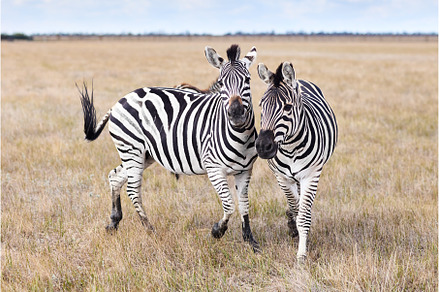 Zebras in grasslands, an Animal Photo by Gladkov photography