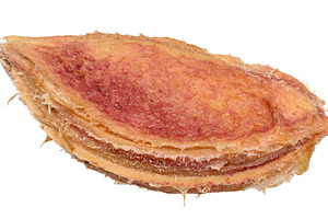 Close-up of a ripe plum pit showing detailed texture and fibers