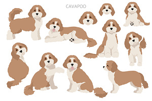 Cavapoo Clipart