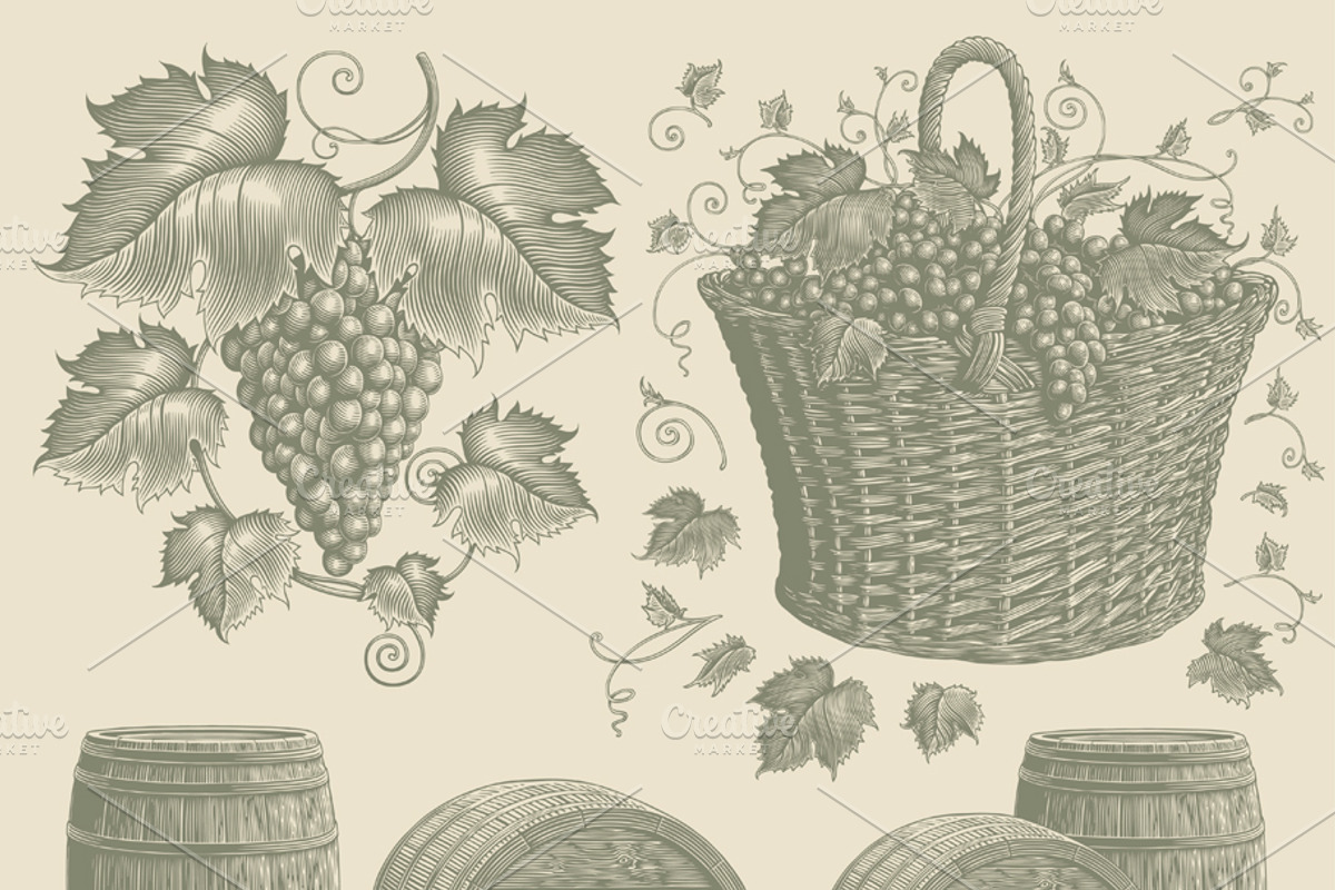 Design set Vine. Vector engraving, a Decorative Illustration by Vector Engraving (Photo 4 of 4)