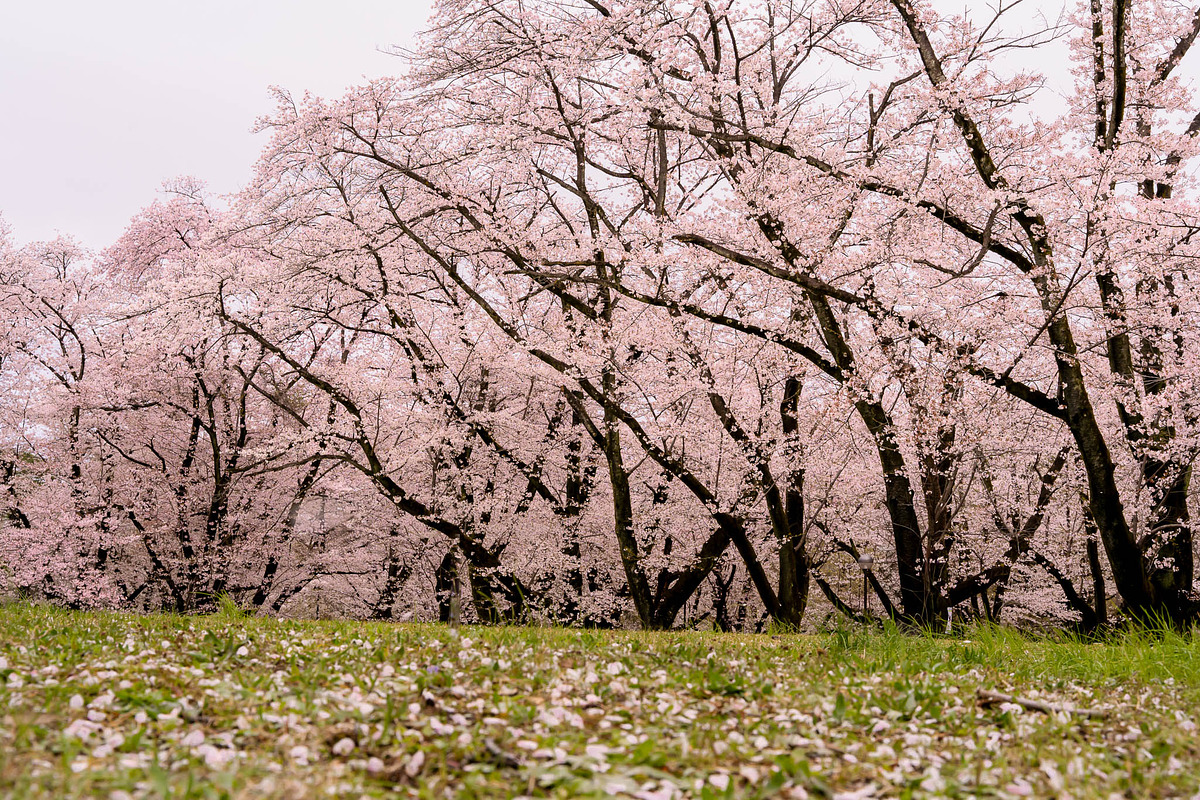 Cherry Blossom Photo Bundle – 5 High, a Nature Photo by Silent Nature (Photo 5 of 5)