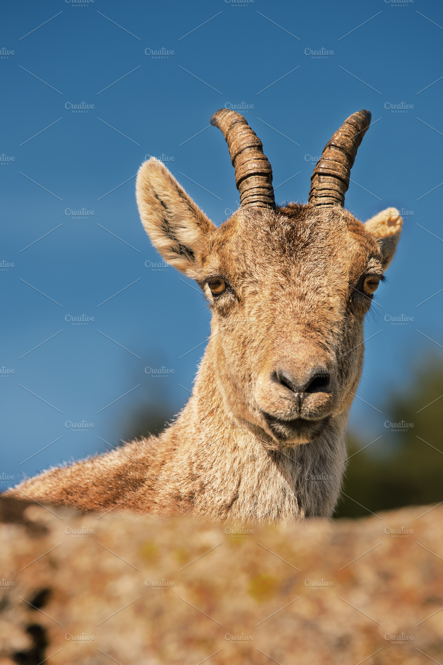 Frontal portrait of a mountain goat, an Animal Photo by Perpis