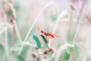 Butterfly on green grass