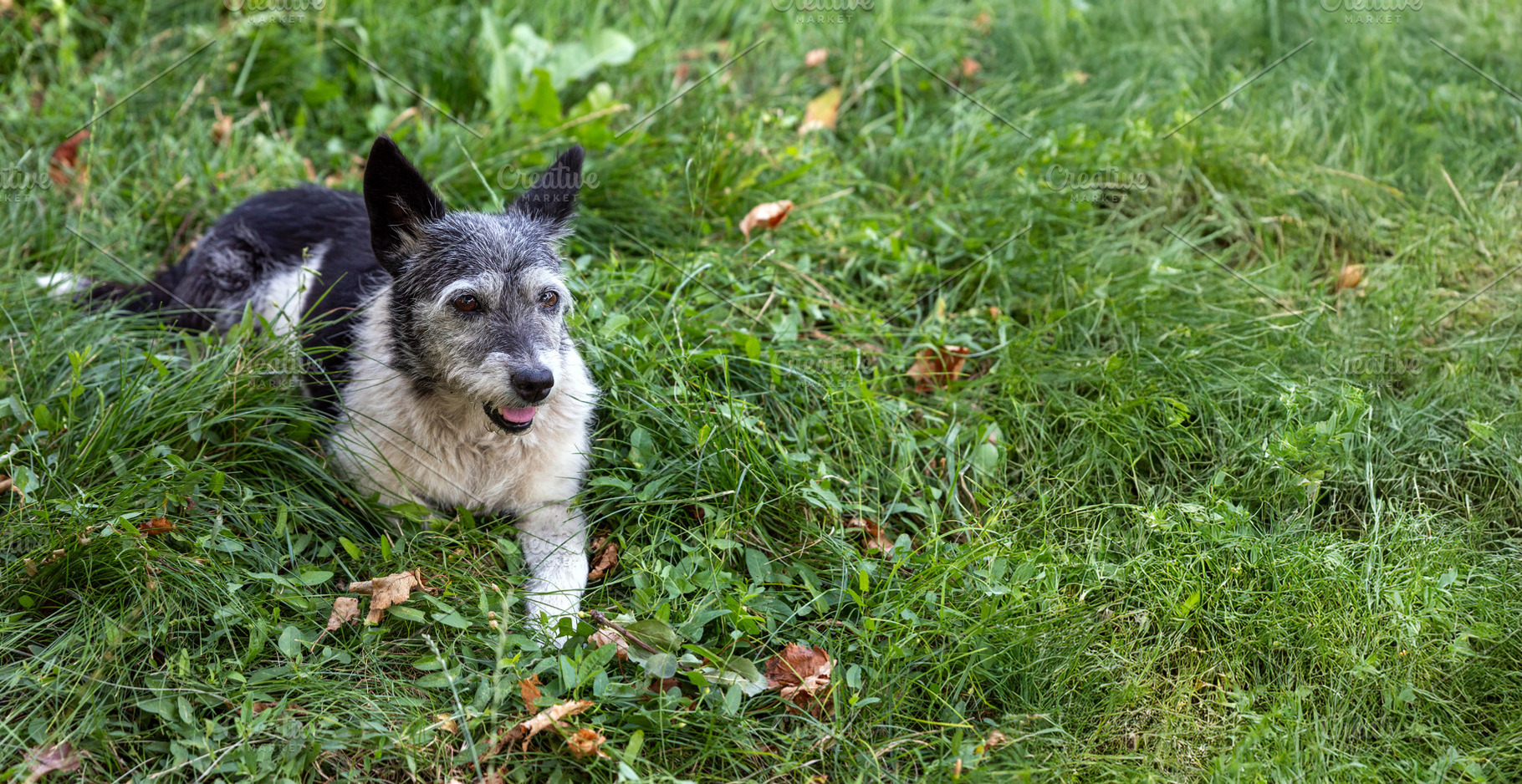 Happy Dog Resting in Grass, an Animal Photo by Ales Munt
