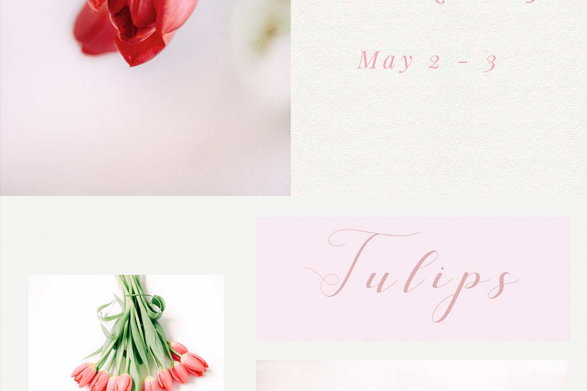 Tulips stock photo series, a Nature Photo by Nellaino (Photo 2 of 6)