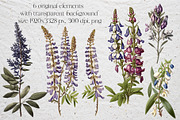 Lupine. Vintage botanical atlas, a Pattern Graphic by Antikva17 (Thumbnail 3 of 12)