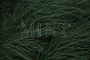 April Font, a Serif Font by Alice_Evans (Thumbnail 10 of 11)
