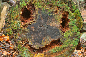 Happy Wood Decay