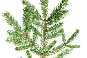 Single spruce branch with green needles, isolated background. Th, a Nature Photo by ndanko