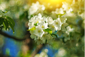 Blossoming white flowers frame a, a Nature Photo by darksoul72