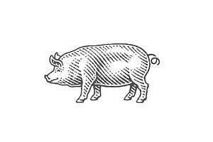 Pig, an Animal Illustration by Irina Trusova