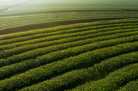 Green tea plantation featuring tea, green, and field, a Food & Drink Photo by salmon.black