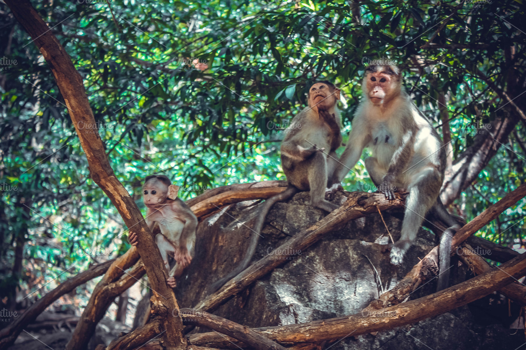 Monkeys featuring monkeys, familu, and nature, an Animal Photo by KULISTOV