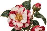 Beaded Camellia PNG, an Object Graphic by The Edit (Thumbnail 1 of 3)