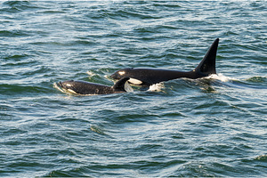 Pair of orca whales swimming in the, an Animal Photo by Backyard Stock