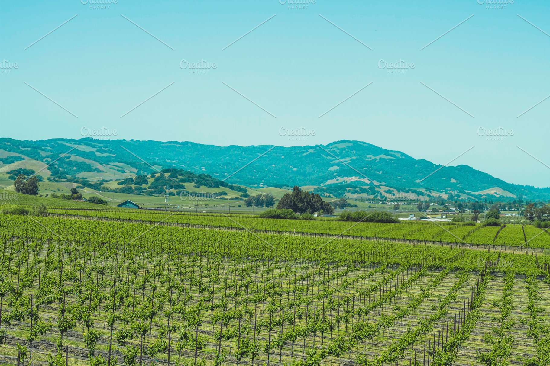 Vineyards Of Napa Valley 3 Containing Vineyards Vine And Vineyard