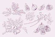 Fig Hand-drawn Botanical Elements, a Decorative Illustration by FDR Studio (Thumbnail 2 of 2)