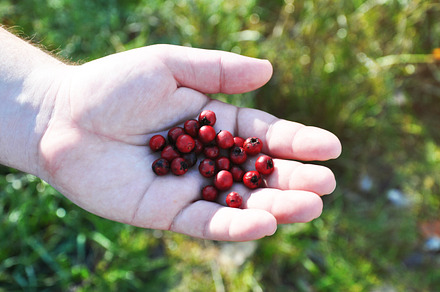 Handful of fruit